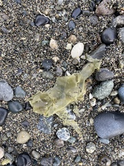 Desmarestia herbacea