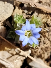 Gentiana squarrosa