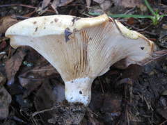 Lactarius maculatipes
