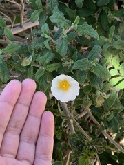 Cistus salviifolius