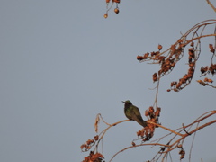 Saucerottia beryllina