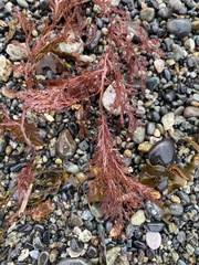 Odonthalia