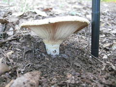 Lactarius maculatipes