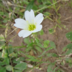 Mononeuria nuttallii