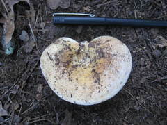 Lactarius maculatipes