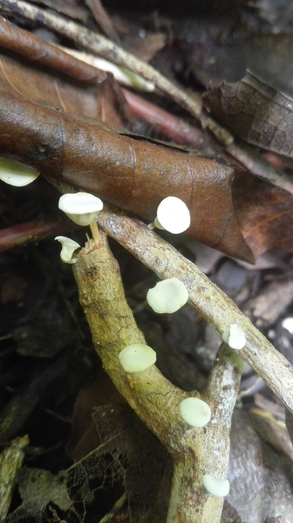Gymnopus montagnei · October 2017 · photo: © karensoacha (iNaturalist, cc0)