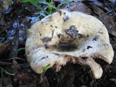 Lactarius maculatipes
