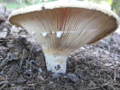 Lactarius maculatipes