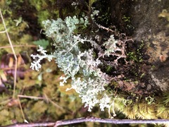 Stereocaulon paschale