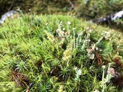 Cladonia ecmocyna