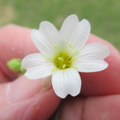 Mononeuria nuttallii