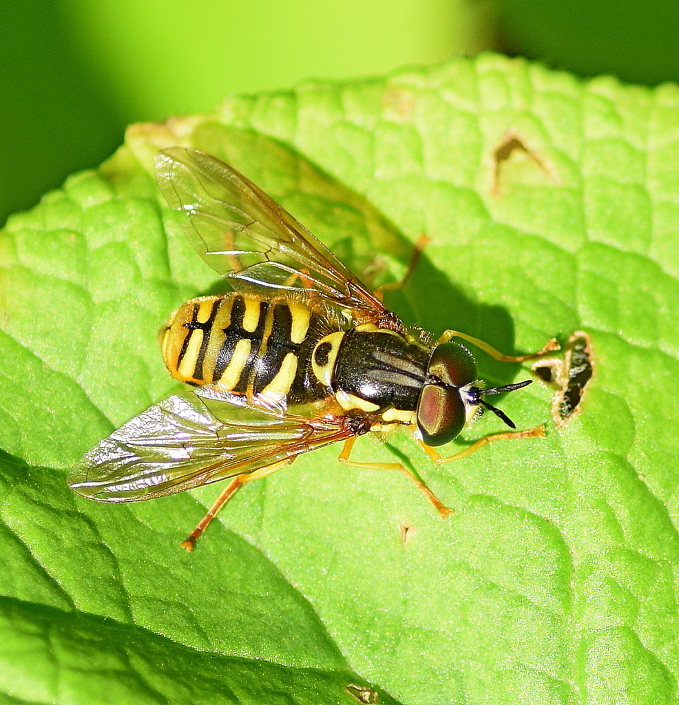 Broken-banded Wasp-hoverfly