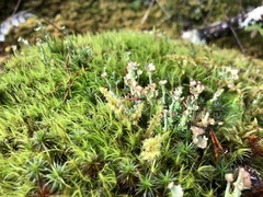 Cladonia ecmocyna