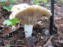 Lactifluus glaucescens