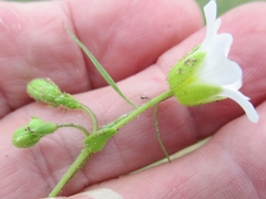 Mononeuria nuttallii