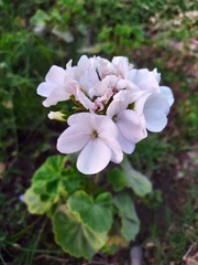 Pelargonium