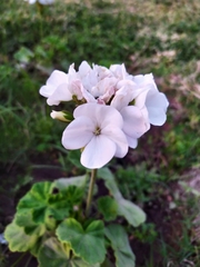 Pelargonium