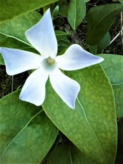 Vinca difformis difformis