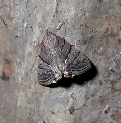 Eulepidotis carcistola