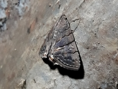 Eulepidotis carcistola