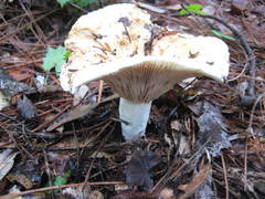 Lactifluus glaucescens