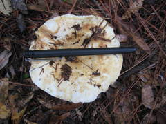 Lactifluus glaucescens