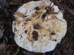 Lactifluus glaucescens