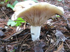 Lactifluus glaucescens