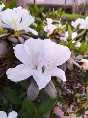 Rhododendron
