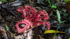Clathrus crispatus