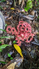 Clathrus crispatus