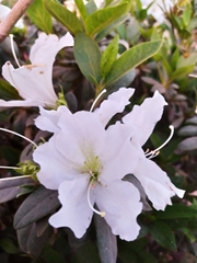 Rhododendron