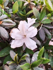 Rhododendron