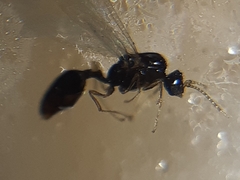 Solenopsis