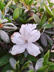 Rhododendron