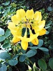 Coronilla valentina