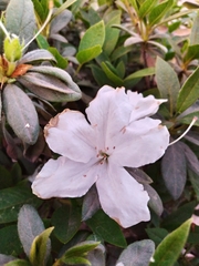 Rhododendron