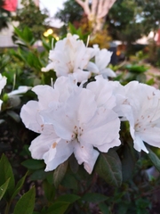 Rhododendron