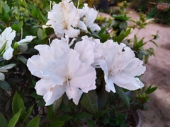 Rhododendron