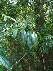 Celtis tetrandra