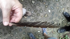 Steatornis caripensis