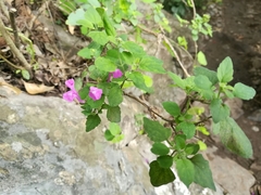 Scutellaria seleriana