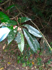 Lithocarpus brevicaudatus