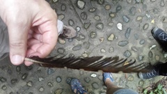 Steatornis caripensis