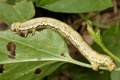 Lycia florentina