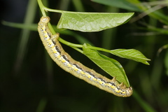 Lycia florentina
