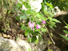 Scutellaria seleriana