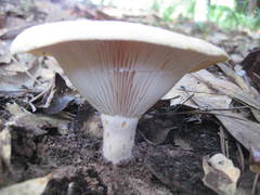 Lactarius psammicola psammicola