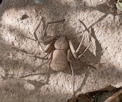 Sicarius thomisoides