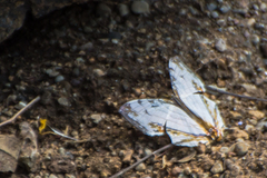 Cyrestis thyodamas indica